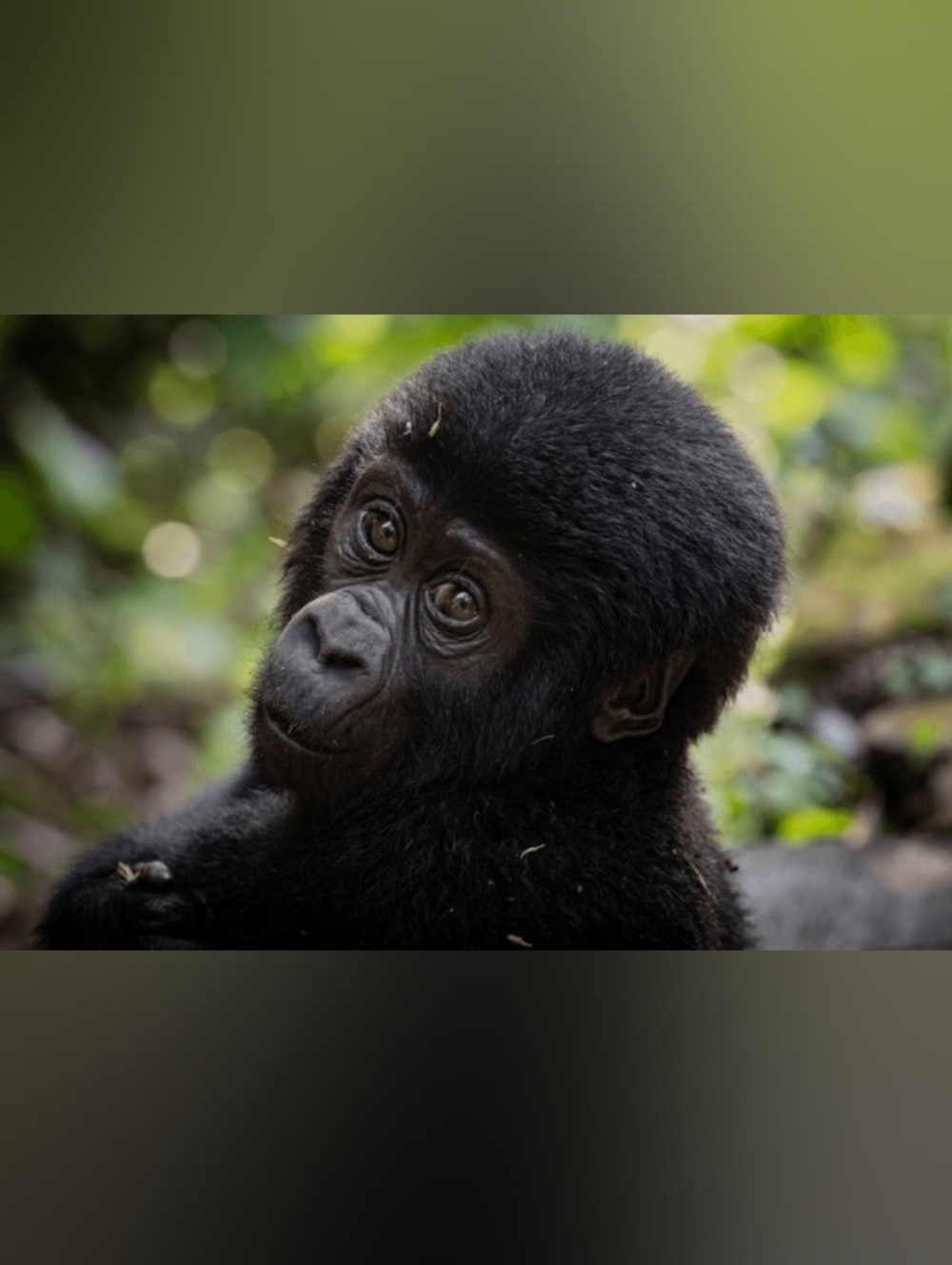 Custom Fridge Magnet Baby Gorilla Home Kitchen Decor